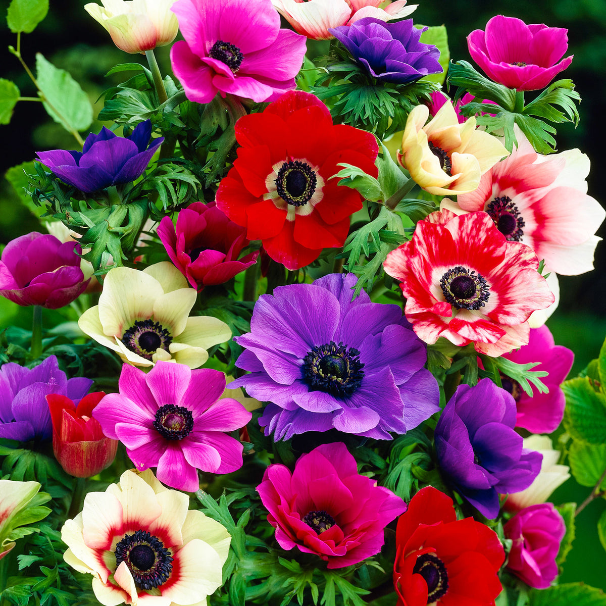 Anemone 'De Caen Mixed' 20 - Big Jims Garden Centre Anemone 'De Caen Mixed' 20 - Big Jims Garden Centre