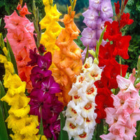 100x Glaïeul à grandes fleurs - Mélange mélange de couleurs