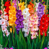 100x Glaïeul à grandes fleurs - Mélange mélange de couleurs