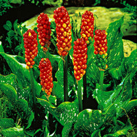 10x Arum Arum italicum rouge-vert