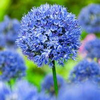 50x Ail bleu, Ail décoratif Allium caeruleum Bleu