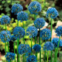 50x Ail bleu, Ail décoratif Allium caeruleum Bleu
