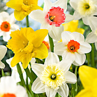 25x Narcisses Narcissus - Mélange 'Rich Garden' jaune-blanc-orangé