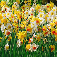 25x Narcisses Narcissus - Mélange 'Rich Garden' jaune-blanc-orangé