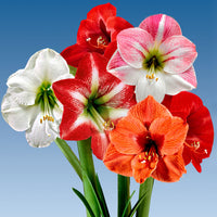 5x Amaryllis - Mélange mélange de couleurs