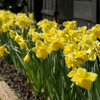 Narcisses Narcissus 'Dutch Master' jaune