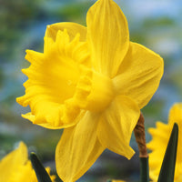 Narcisses Narcissus 'Dutch Master' jaune