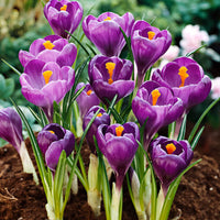 25x Crocus Crocus 'Flower Record' violet