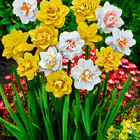 25x Narcisses à fleurs doubles Narcissus - Mélange 'Double Flowers' blanc-orangé-jaune