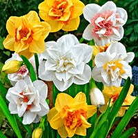 25x Narcisses à fleurs doubles Narcissus - Mélange 'Double Flowers' blanc-orangé-jaune