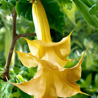 Brugmansia 'Twinflowers Gold'