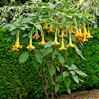 Brugmansia 'Twinflowers Gold'