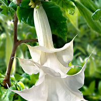Brugmansia 'Twinflowers White'