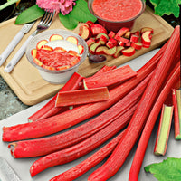 Rhubarbe Rheum 'Victoria' Biologique