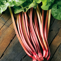 Rhubarbe Rheum 'Victoria' Biologique