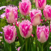 20x Tulipes Tulipa 'Huis ten Bosch' rose