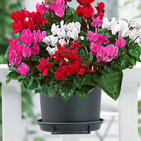 3x Cyclamen persicum - Mélange 'Veranda'