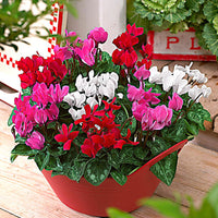 3x Cyclamen persicum - Mélange 'Veranda'