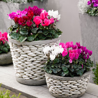 3x Cyclamen persicum - Mélange 'Veranda'