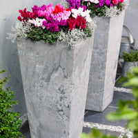 3x Cyclamen persicum - Mélange 'Veranda'