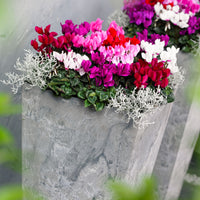 3x Cyclamen persicum - Mélange 'Veranda'