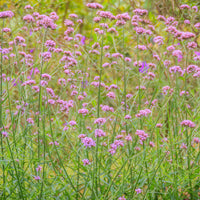 Verbena 'Lollipop' Violet-Bleu