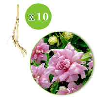 5x Calystégia  Calystegia 'Flore Pleno' rose   - Plants à racines nues