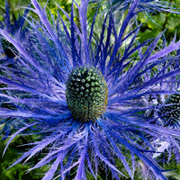 6x Dilot de croix Eryngium 'Blue Star' bleu