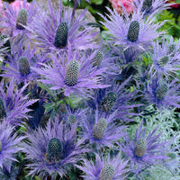 6x Dilot de croix Eryngium 'Blue Star' bleu