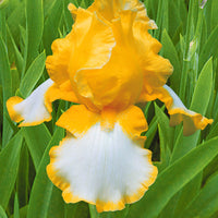 3x Iris barbu 'Glacier Gold' jaune-blanc - Plants à racines nues
