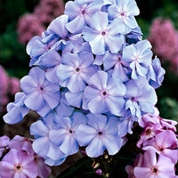 3x Phlox Phlox 'Lilac Tima' violet - Plants à racines nues
