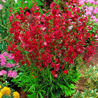 5x Sidalcée  Sidalcea 'Party girl' rouge - Plants à racines nues