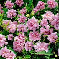 5x Calystégia  Calystegia 'Flore Pleno' rose   - Plants à racines nues