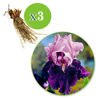 3x Iris barbu 'Blue Bird Wine' bleu-violet - Plants à racines nues