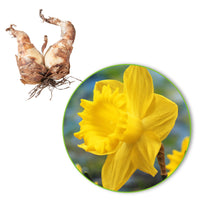 Narcisses Narcissus 'Dutch Master' jaune