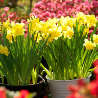 Narcisses Narcissus 'Dutch Master' jaune