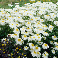 Marguerite double Leucanthemum 'Wirral Supreme' blanc   - Plants à racines nues