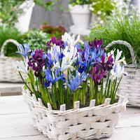 25x Iris miniature  - Mélange 'Sunshine' bleu-violet-blanc