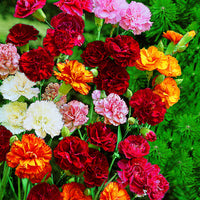 8x Œillet Dianthus 'Grenadin' - Mélange - Plants à racines nues