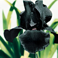 3x Iris barbu 'Study in Black' violet - Plants à racines nues