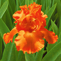 3x Iris barbu 'Glazed Orange' orangé - Plants à racines nues