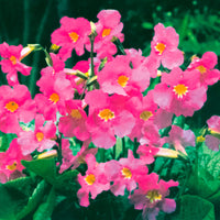 6x Incarvillea Incarvillea delavayi rose