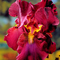 3x Iris barbu 'Tangerine Charm' rouge-orangé - Plants à racines nues