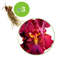 3x Iris barbu 'Tangerine Charm' rouge-orangé - Plants à racines nues