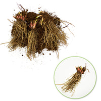 3x Iris barbu 'Tangerine Charm' rouge-orangé - Plants à racines nues