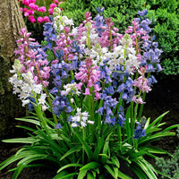 35x Bluebell  Hyacinthoides hispanica - Mélange violet-rose-blanc