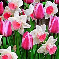 25x Tulipes - Mélange 'Perfect Harmony' blanc-rose