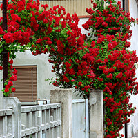 Rosier grimpant Rosa 'Santana' rouge - Plants à racines nues