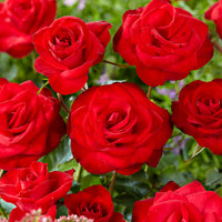 Rosier grimpant Rosa 'Santana' rouge - Plants à racines nues