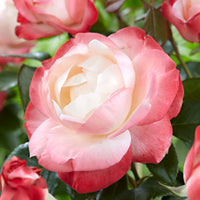 3x Rosier à grandes fleurs  Rosa 'Nostalgie'® Crème-Rose  - Plants à racines nues